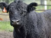 母牛, Swiss cattle — 照片 7