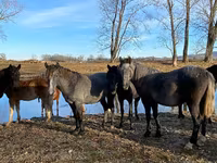 Cheval, Chevaux — photo 1