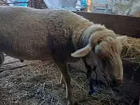 Carneiro, Lacaune sheep — foto 1