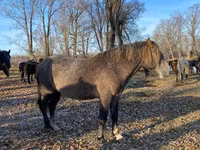 Cheval, Chevaux — photo 3