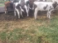 Boğa, Sığır — foto 3