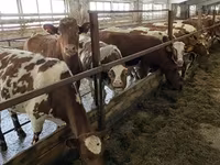 Kuh, Holstein-Rasse — Foto 5
