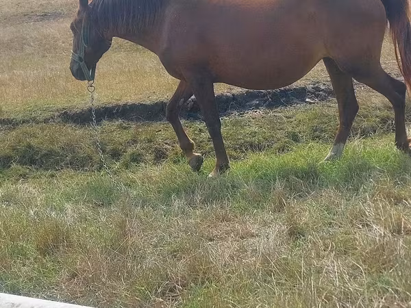 Mare, Horses