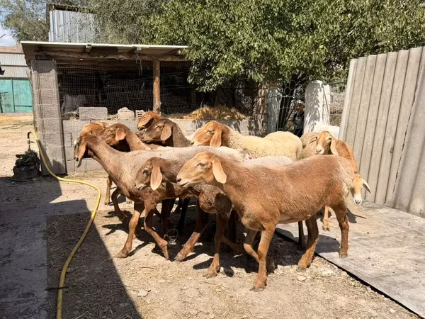 Baerchuke sheep
