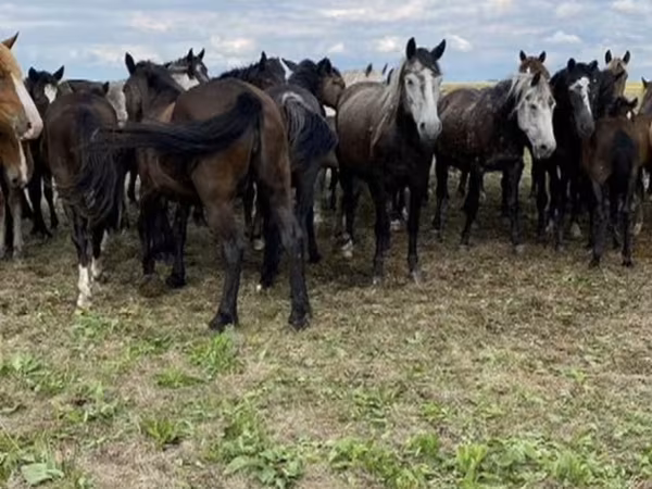 Horse (M), Horses