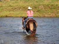 Horse (M), Quarter Horse — photo 8