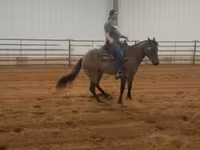 Kısrak, Quarter Horse — foto 5