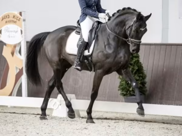 Horse (M), Horses
