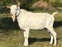 Ziegenbock, Saanen goat — Foto 1