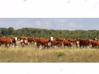 Kuh, Holstein-Rasse — Foto 4