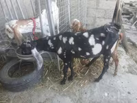 Oğlak, Beetal goats — foto 8