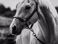 Cheval, Quarter Horse — photo 6