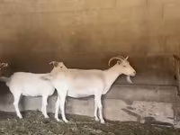Keçi, Pomellata goat — foto 1