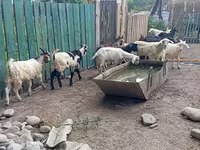 Oğlak, Pomellata goat — foto 7