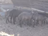 Widder, Arabi sheep — Foto 3