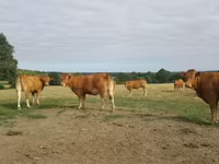 Krowa, Krowa limuzyńska — zdjęcie 1