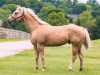 Cheval, Quarter Horse — photo 1