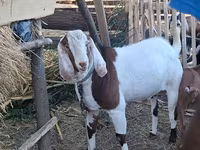 Bode, Nubian Goat — foto 5