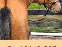Horse (M), Palomino — photo 8