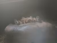 Verro, Дюрок — foto 2