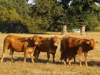 Krowa, Krowa limuzyńska — zdjęcie 2