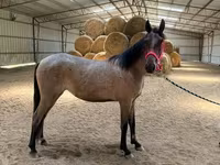Mare, Rocky Mountain Horse — photo 8