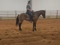Kısrak, Quarter Horse — foto 4