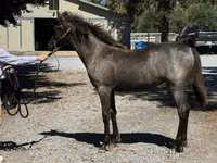 Mare, Rocky Mountain Horse — photo 2
