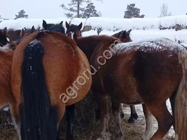 Horse (M), Horses