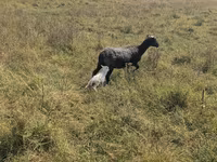 Ovelha, Romanov sheep — foto 1