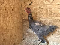 Chickens — 照片 5