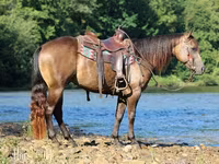 Horse (M), Quarter Horse — photo 5