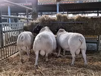 Ram, Dorper sheep — photo 4