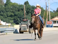 Horse (M), Quarter Horse — photo 3