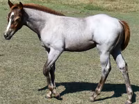母马, Quarter Horse — 照片 2