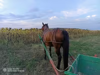Mare, Horses — photo 3