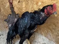 Chickens — 照片 2