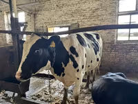 Kuh, Holstein-Rasse — Foto 5