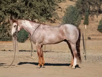 Horse (M), National Show Horse — photo 6