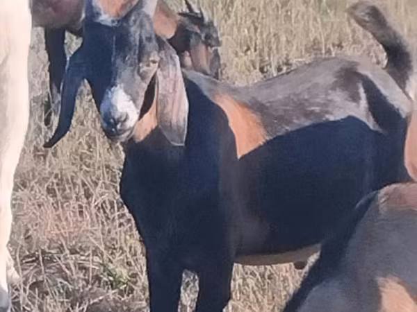 Bode, Nubian Goat