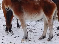Cheval, Chevaux — photo 3