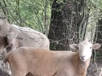 Carneiro, Katum sheep — foto 1