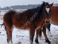 Cheval, Chevaux — photo 2