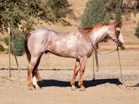 Horse (M), National Show Horse — photo 8
