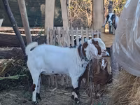 Bode, Nubian Goat — foto 3