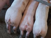 Eber, Schweine — Foto 1