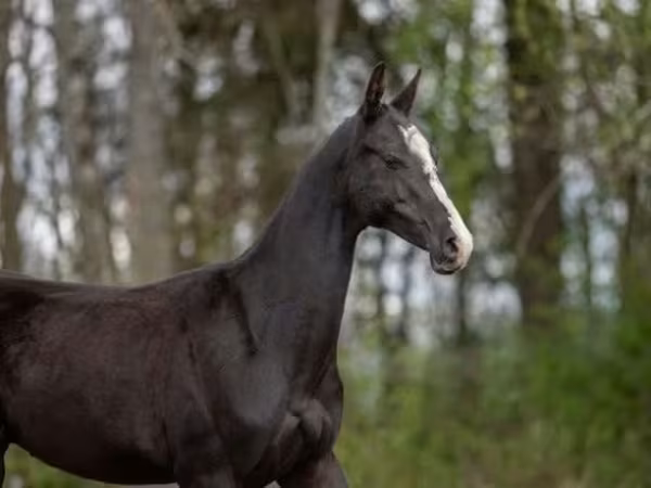 Cheval, Akhal-Teke