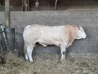 Bull, Cattle — photo 3