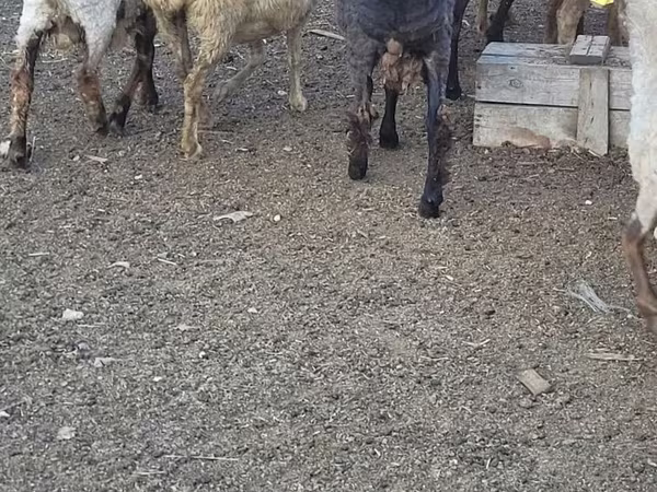 मेढ़ा, भेड़