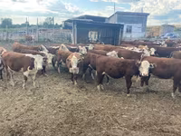 母牛, Swiss cattle — 照片 4